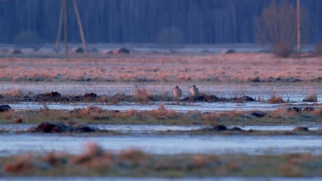 Long-billed-curlews-in-early-morning-sunrise-light-in-frozen-puddle-spring-migration