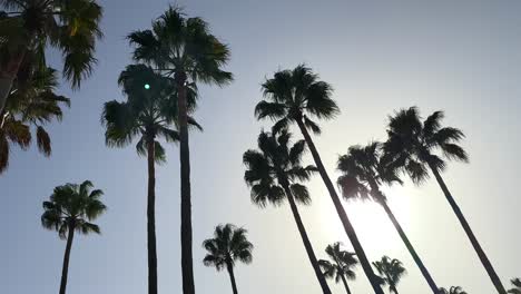 Palmen,-Die-Sich-Gegen-Sonne-Und-Blauen-Himmel-Abheben