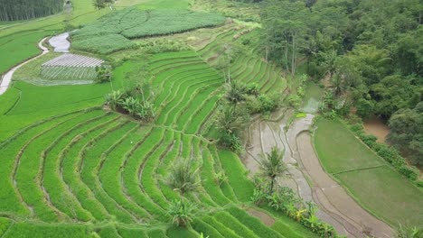 Aerial-shot-of-Beautiful-terraced-rice-field-with-some-coconut-trees