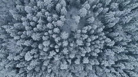 Topdown-view-white-frozen-Spruce-forest,-Snow-covered-treetops,-Winter-Forest