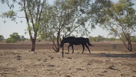 Kamerafahrt-Eines-Pferdes-Auf-Einer-Farm-Im-Outback-In-Queensland,-Australien