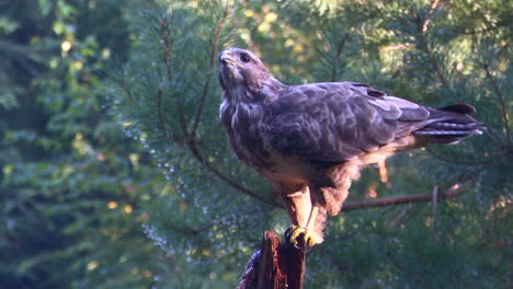 Common-buzzard-eating-while-perched-on-a-tree-stump-in-a-forest