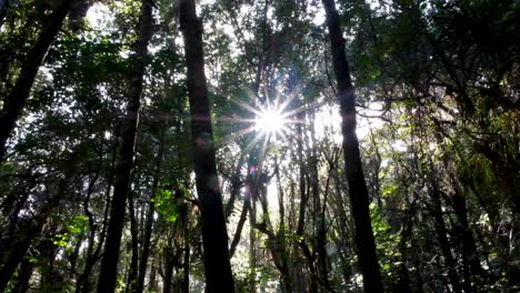Beautiful,-idyllic-sunlight-and-rays-of-light-streaming-through-tall-trees-in-forest,-outdoors-hiking-amongst-nature-in-wilderness-of-New-Zealand,-Aotearoa