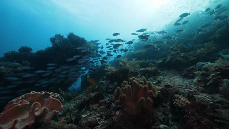 Schooling-reef-fish,-vibrant-coral-reef-and-scuba-divers-in-Raja-Ampat-in-Indonesia