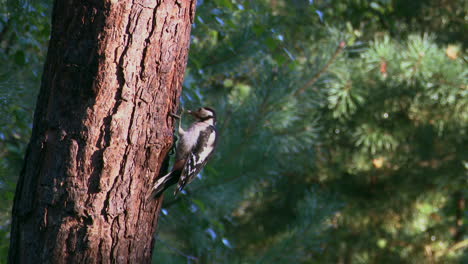 Gran-Pájaro-Carpintero-Manchado-Juvenil-Comiendo-Insectos-De-Un-árbol