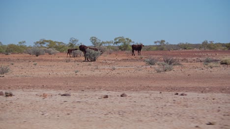 Wide-shot-of-cows-on-an-open-outback-farm,-Queensland,-Australia