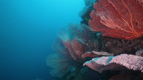 Vibrantes-Gorgonias-Gorgonias-A-Las-Que-Se-Les-Disparó-Buceo-Submarino-En-Raja-Ampat-En-Indonesia
