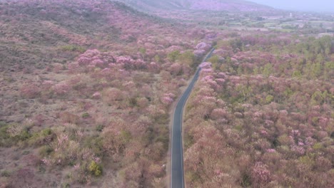 Road-passing-through-colourful-flowering-and-blooming-forest