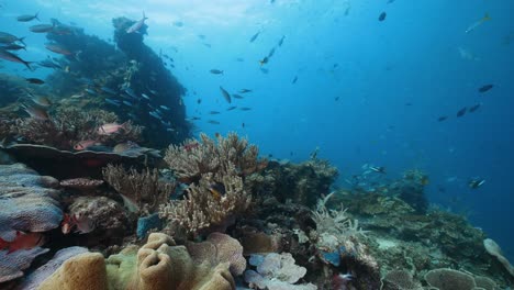 Arrecife-De-Coral-Vibrante-Y-Peces-De-Arrecife-Escolar-En-Raja-Ampat-En-Indonesia