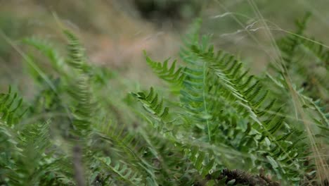 Green-ferns-swaying-in-high-wind,-coastal-pine-tree-forest-in-autumn,-shallow-depth-of-field,-handheld-closeup-shot