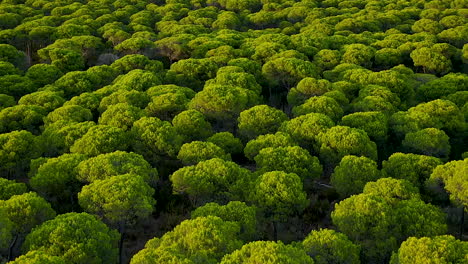 Antena-Hacia-Atrás-Sobre-Pino-Piñonero-Y-Pino-Parasol,-Pinus-Pinea---Fondo-Verde-Con-árboles