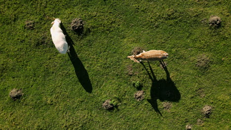 Drone-shot-of-fellow-deers-eating-green-grass-on-the-meadow