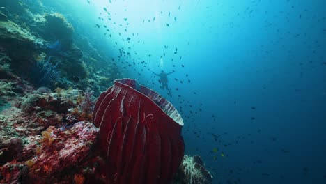 Männlicher-Taucher-Hinter-Leuchtend-Roten-Weichkorallen-Und-Tropischen-Rifffischen-In-Raja-Ampat-In-Indonesien