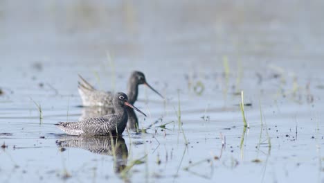 Closeup-of-spotted-redshank-feeding-in-shallow-puddle-during-spring-migration-in-wetlands