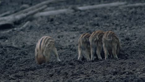 Cute-small-wild-bore-piglets-searching-digging-food-in-mud-in-evening-dusk-low-light