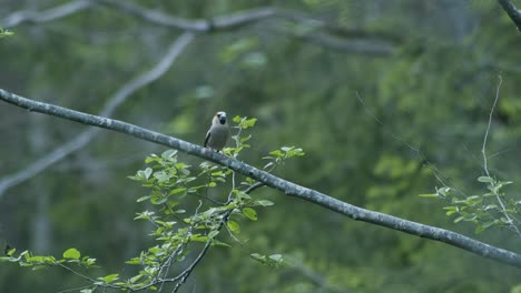 Hawfinch-alone-sitting-on-clear-tree-branch-in-soft-evening-light