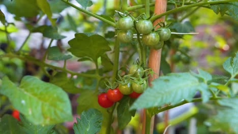 Close-up-of-a-bunch-of-fresh-tomatoes-cherry-in-a-plant