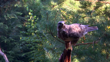 Common-buzzard-eating-while-perched-on-a-tree-stump-in-a-forest