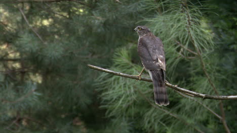 Eurasian-sparrowhawk--perching-on-a-twig