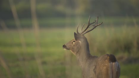 Alert-Sambar-deer-looking-at-distant-predator