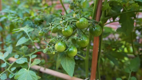 A-tomato-plant-supported-with-a-stick,-with-a-bunch-of-green-cherry-tomatoes