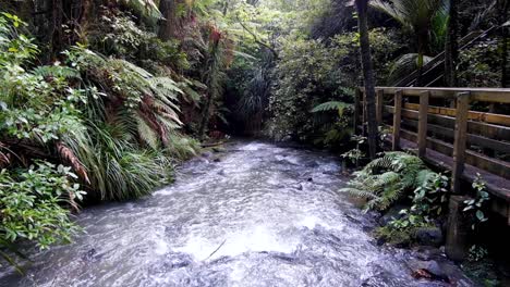 Scenic-fast-flowing-shallow-stream-of-water-surrounded-by-dense-NZ-rainforest,-trees-and-fauna,-wooden-walkway,-outdoor-hiking-trail-in-nature-in-wilderness,-New-Zealand-Aotearoa