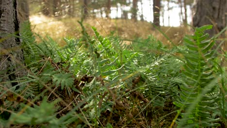 Green-ferns-swaying-in-high-wind,-coastal-pine-tree-forest-on-a-sunny-autumn-day,-shallow-depth-of-field,-handheld-medium-closeup-shot