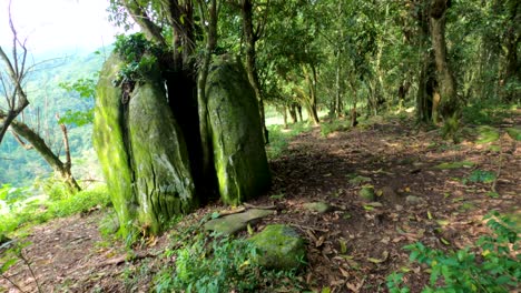 Closeup-of-a-stone-split-in-half-by-a-tree-that-grew-out-of-the-stone
