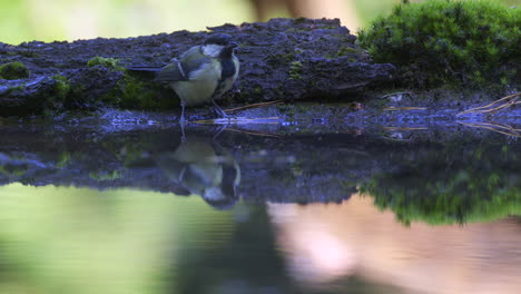 Great-tit--drinking-in-forest-pool