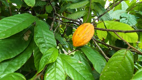 Closeup-of-ripe-cocoa-fruit-on-cocoa-tree