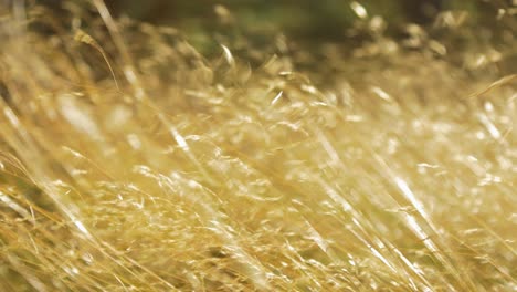 Field-of-dried-yellow-grass-swaying-in-high-wind,-sunny-autumn-day,-rural-ecology,-shallow-depth-of-field,-handheld-closeup-shot