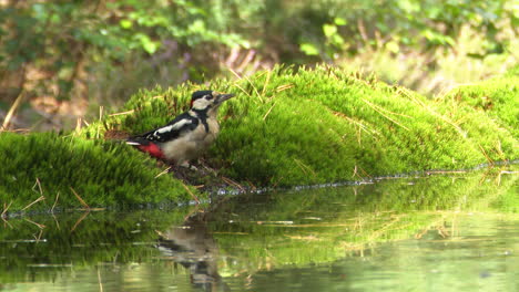 Great-spotted-woodpecker-drinking-from-a-pool-in-the-forest
