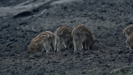 Cute-small-wild-bore-piglets-searching-digging-food-in-mud-in-evening-dusk-low-light