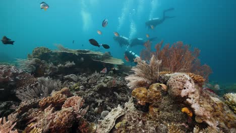 Taucher-Schwimmen-In-Raja-Ampat-In-Indonesien-An-Lebhaften-Korallen-Und-Rifffischen-Vorbei