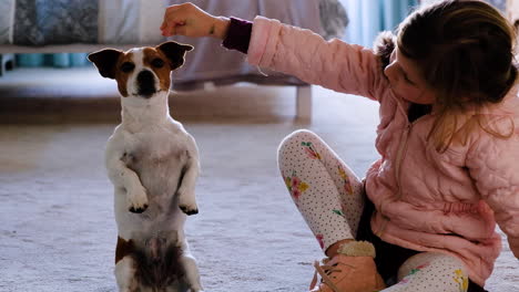 Child-trains-pet-Jack-Russell-to-sit-upright-on-hind-legs-with-hand-gesture