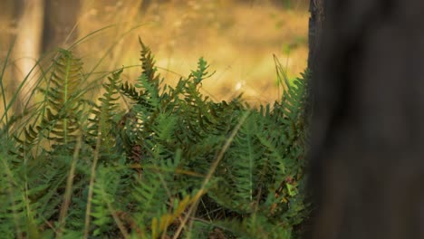 Green-ferns-swaying-in-high-wind,-coastal-pine-tree-forest-in-autumn,-shallow-depth-of-field,-handheld-medium-closeup-shot