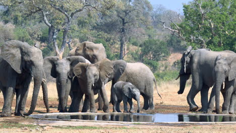 Afrikanische-Elefantenfamilie,-Die-An-Einem-Wasserloch-Trinkt