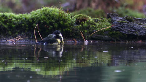 Great-tit-bathing-in-forest-pool,-splashing-droplets-around