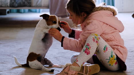 Preschooler-plays-with-Jack-Russell-terrier-sitting-upright---holds-front-paws,-cute-close-up-scene-with-family-pet
