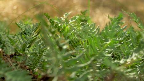 Green-ferns-swaying-in-high-wind,-coastal-pine-tree-forest-on-a-sunny-autumn-day,-shallow-depth-of-field,-handheld-closeup-shot