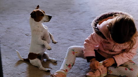 Young-girl-puts-on-shoe-while-pet-Jack-Russell-sits-upright-waiting-patiently