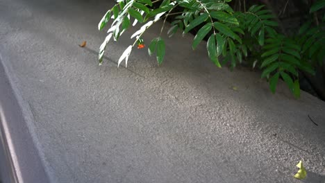 Ants-are-walking-on-white-cement-under-the-sunlight