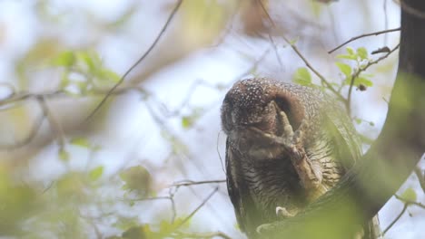 Mottled-wood-owl-scratching-its-head