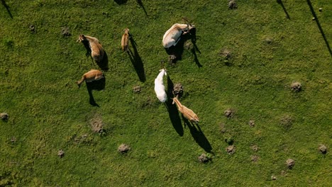 Top-down-view-of-deers-graze-in-the-meadow-with-long-shadows