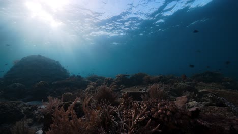 Arrecife-De-Coral-Vibrante-Con-Rayos-De-Sol-Brillando-A-Través-Del-Agua-En-Raja-Ampat-En-Indonesia