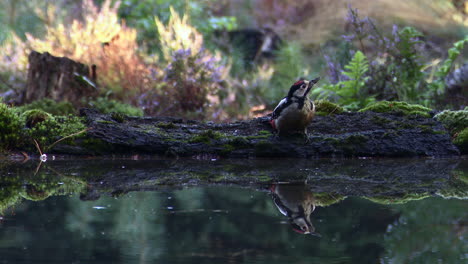 Great-spotted-woodpecker-juvenile-drinking-water-from-a-small-pond-and-flying-off,-in-low-angle-with-reflection