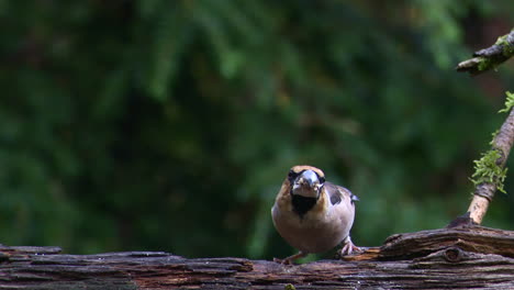 Hawfinch--eating-on-a-treestump-in-a-forest