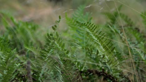 Green-ferns-swaying-in-high-wind,-coastal-pine-tree-forest-in-autumn,-shallow-depth-of-field,-handheld-medium-closeup-shot,-rack-focus