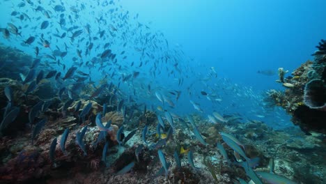Schwärme-Tropischer-Rifffische-Und-Pulsierende-Korallenriffe-Beim-Tauchen-In-Raja-Ampat-In-Indonesien