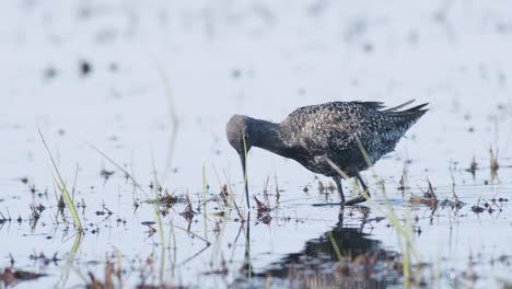 Closeup-of-spotted-redshank-feeding-in-shallow-puddle-during-spring-migration-in-wetlands